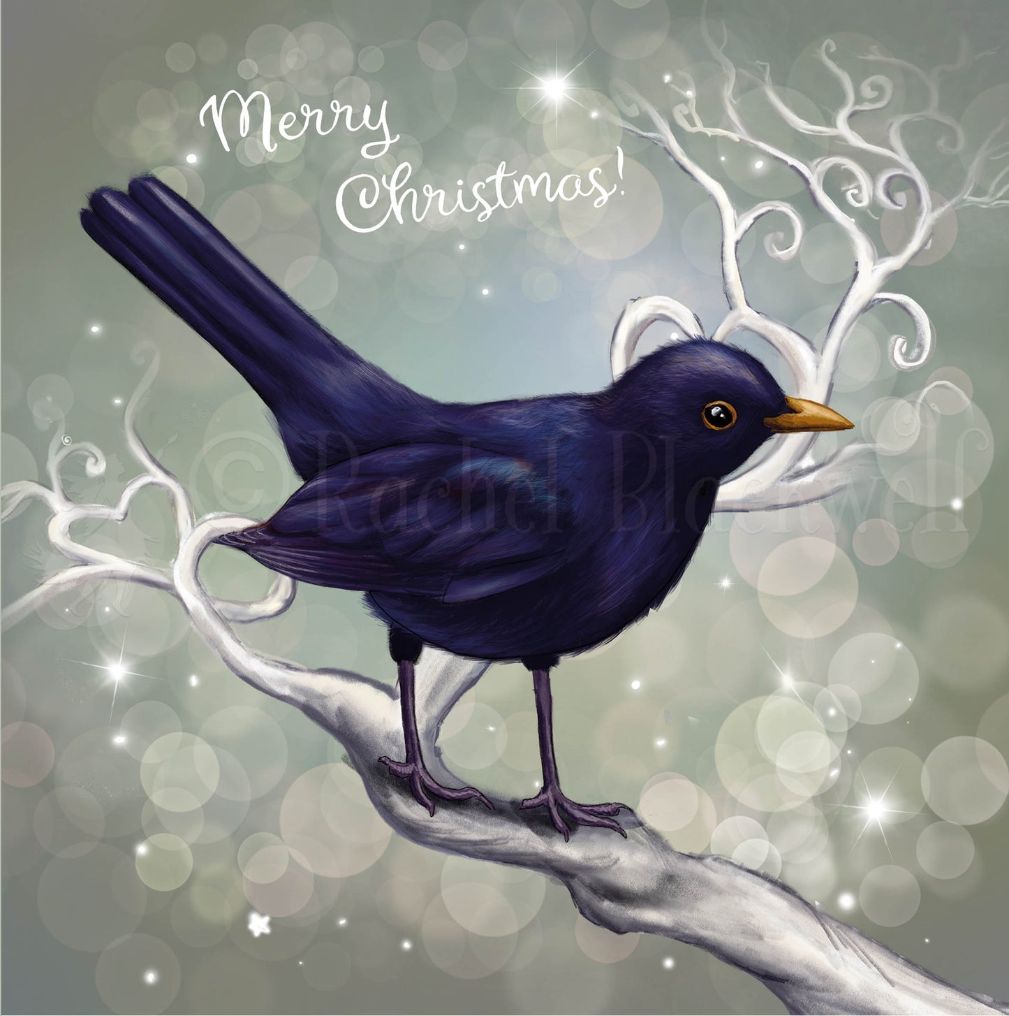 Chrismas Blackbird