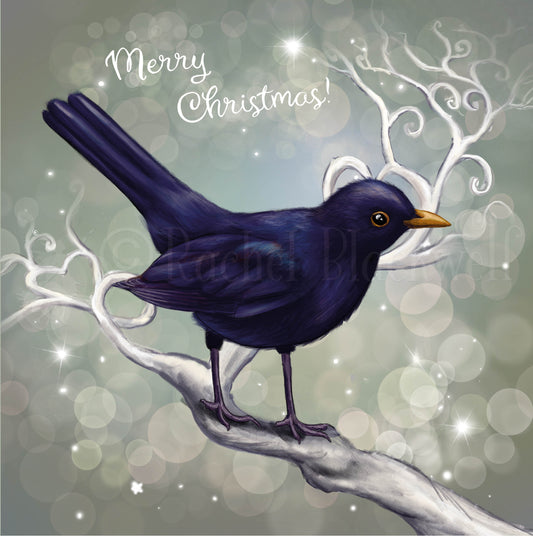 Chrismas Blackbird