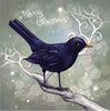 Chrismas Blackbird