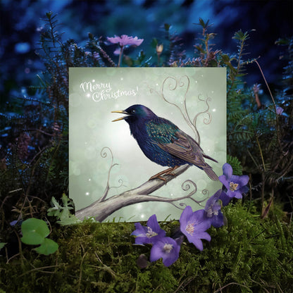 Christmas Starling