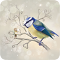 Placemat - Blue Tit - The Messenger