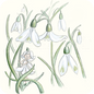 Placemat - Snowdrop Fairy