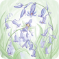 Coasters - The Fairy of the Bluebells
