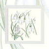 Snowdrop Fairy - Unsigned Giclee Mount