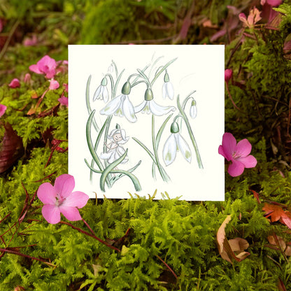 Snowdrop Fairy