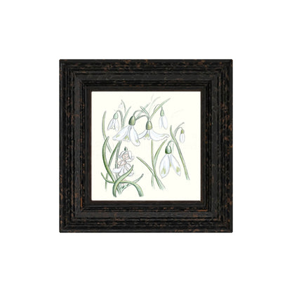 Snowdrop Fairy -Small Giclee