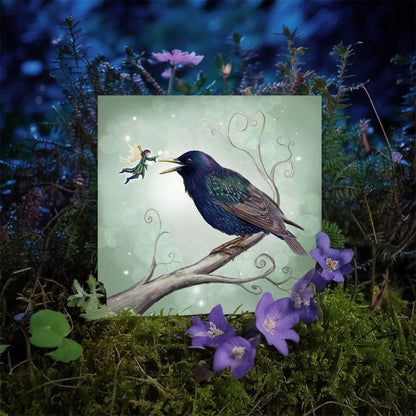 The Starling Fairy